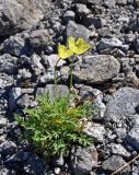 Papaver lapponicum