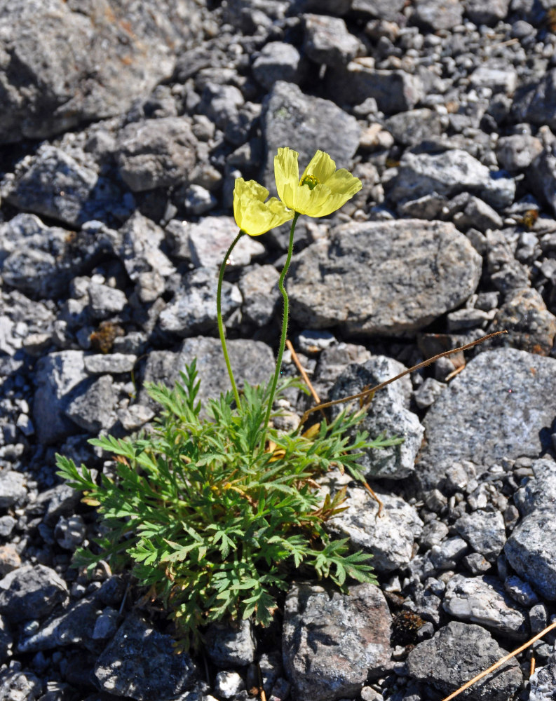 Image of Papaver lapponicum specimen.