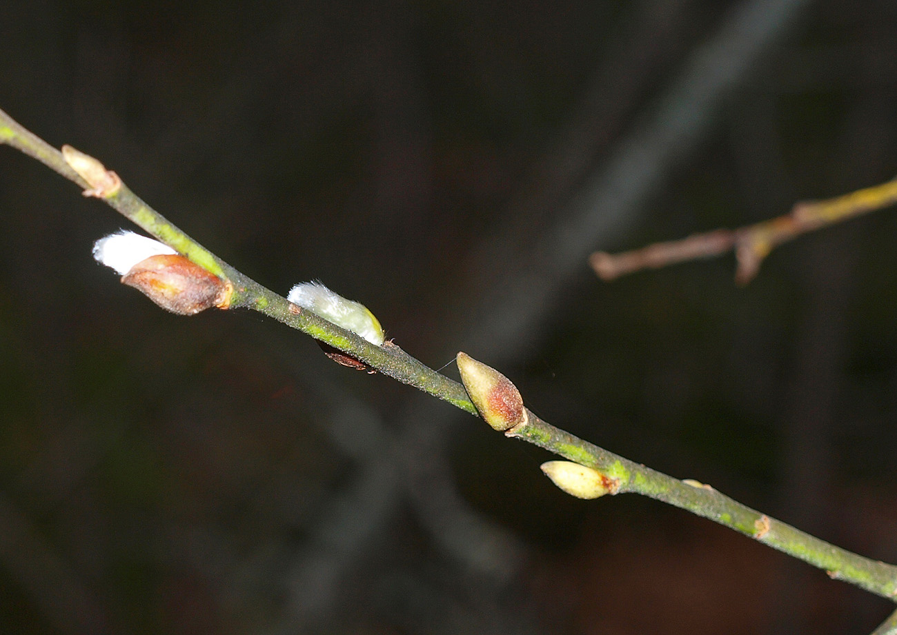 Image of Salix caprea specimen.