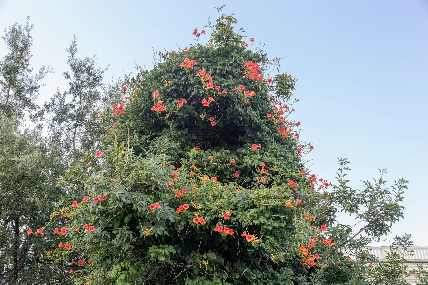 Изображение особи Campsis grandiflora.