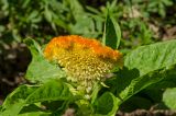 Celosia cristata. Верхушка растения с соцветием. Пермь, Свердловский р-н, в озеленении. 12 июля 2018 г.