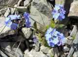 Myosotis asiatica