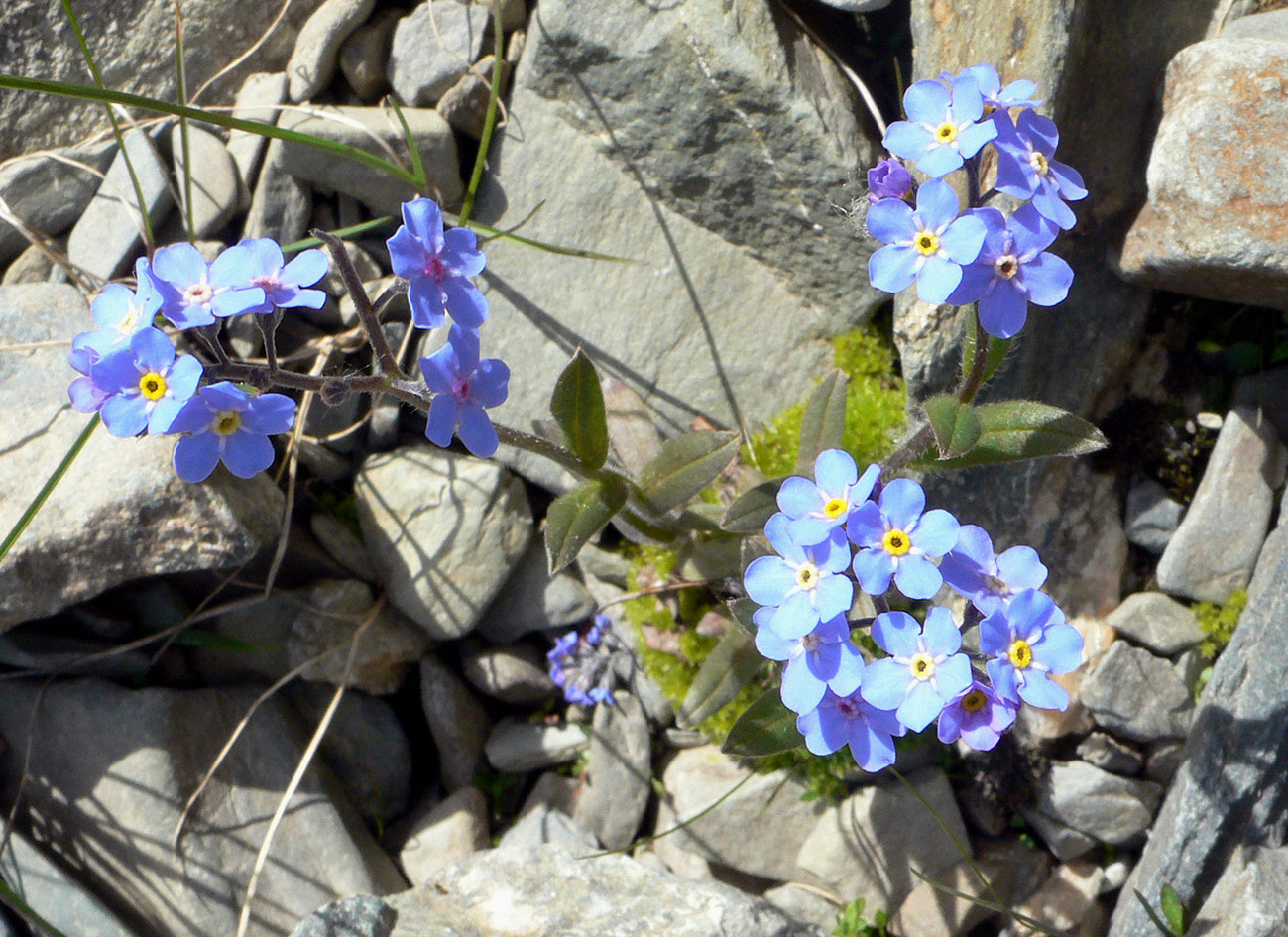 Image of Myosotis asiatica specimen.