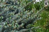 Picea pungens форма glauca. Ветви с молодыми побегами. Казахстан, Восточно-Казахстанская обл., г. Усть-Каменогорск, Архитектурно-ландшафтный музей-заповедник, в культуре. 05.06.2018.