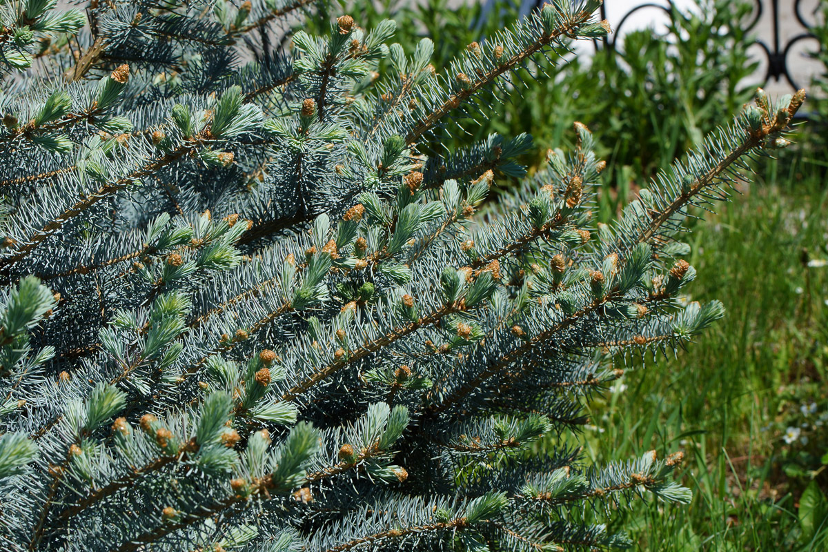 Изображение особи Picea pungens f. glauca.