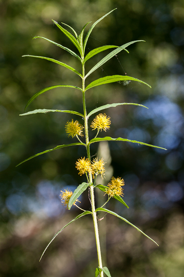 Изображение особи Naumburgia thyrsiflora.