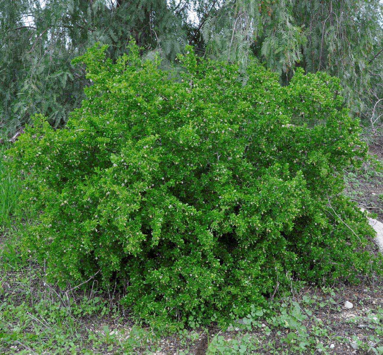Image of Lycium ferocissimum specimen.