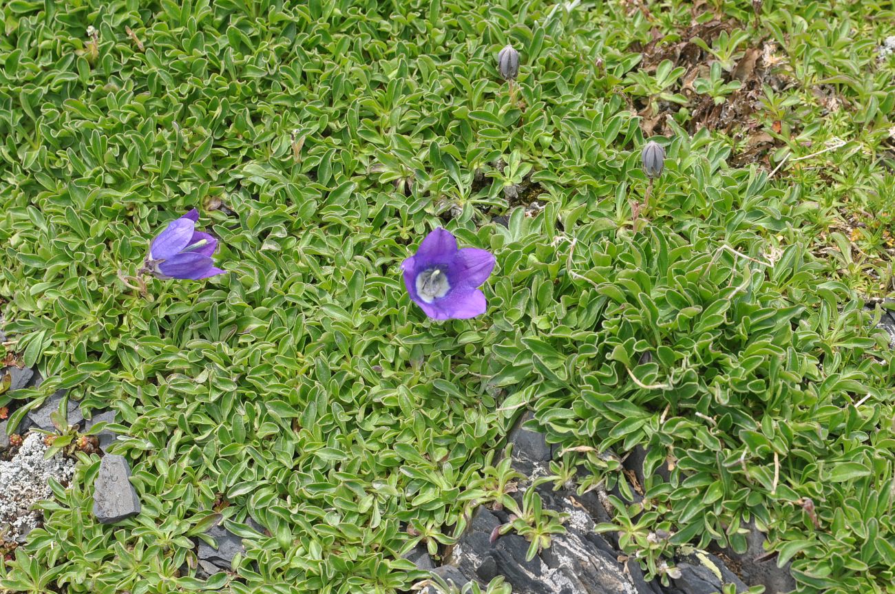 Изображение особи Campanula saxifraga.