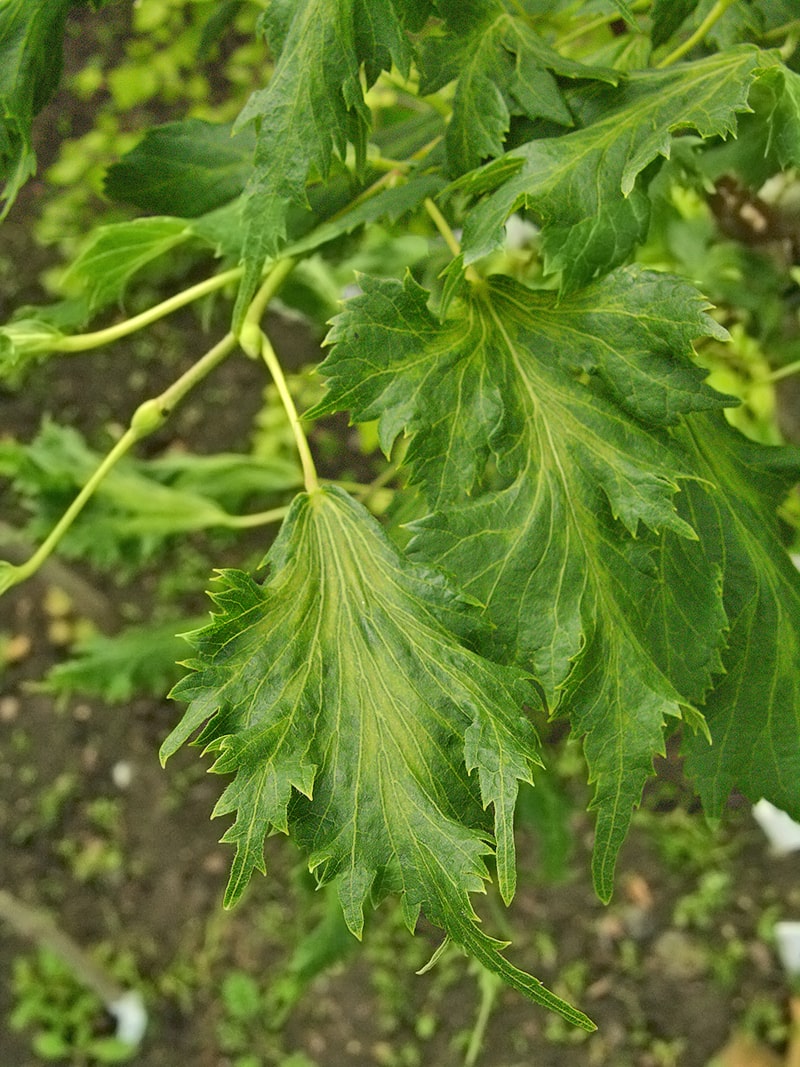 Image of Tilia platyphyllos specimen.