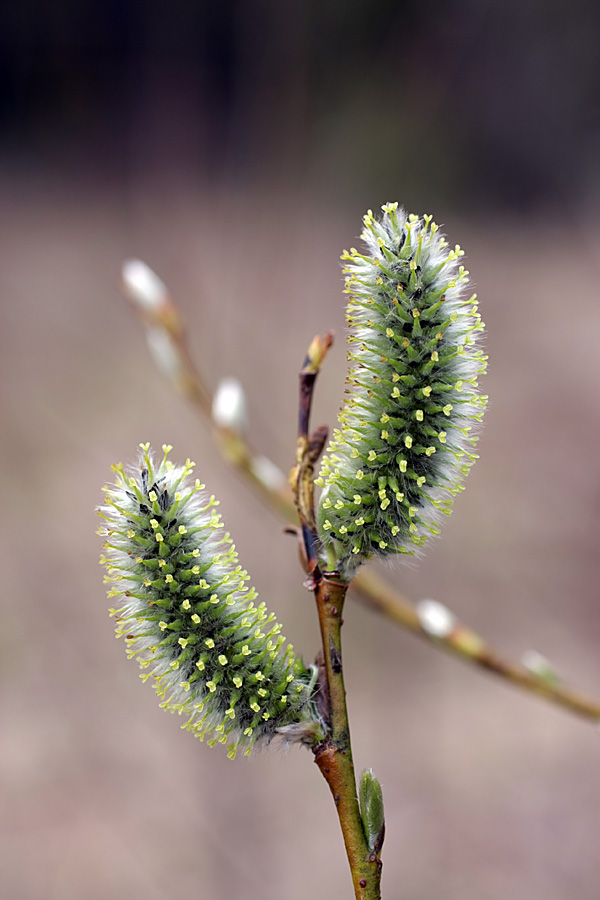 Image of Salix caprea specimen.