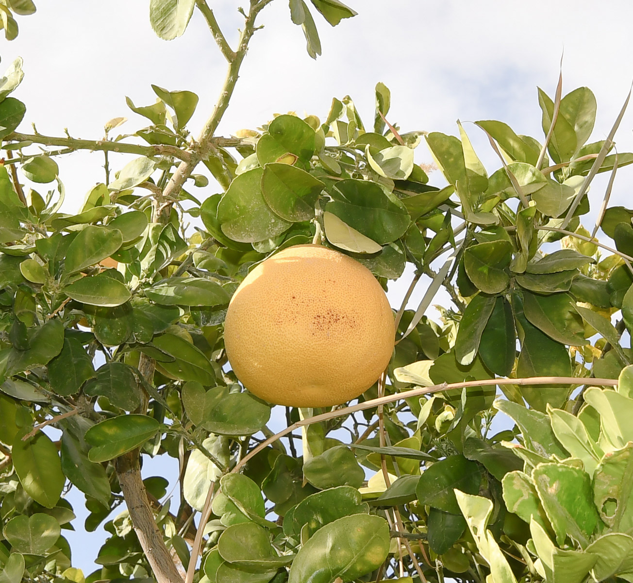 Image of Citrus maxima specimen.