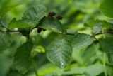 Duschekia fruticosa. Часть ветви с сухими соплодиями. Кировская обл., г. Киров, Ботанический сад Вятского государственного университета, в культуре. 07.07.2018.