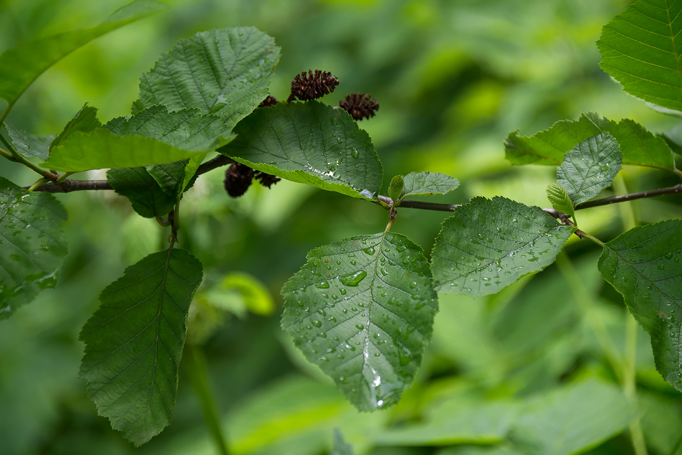 Изображение особи Duschekia fruticosa.