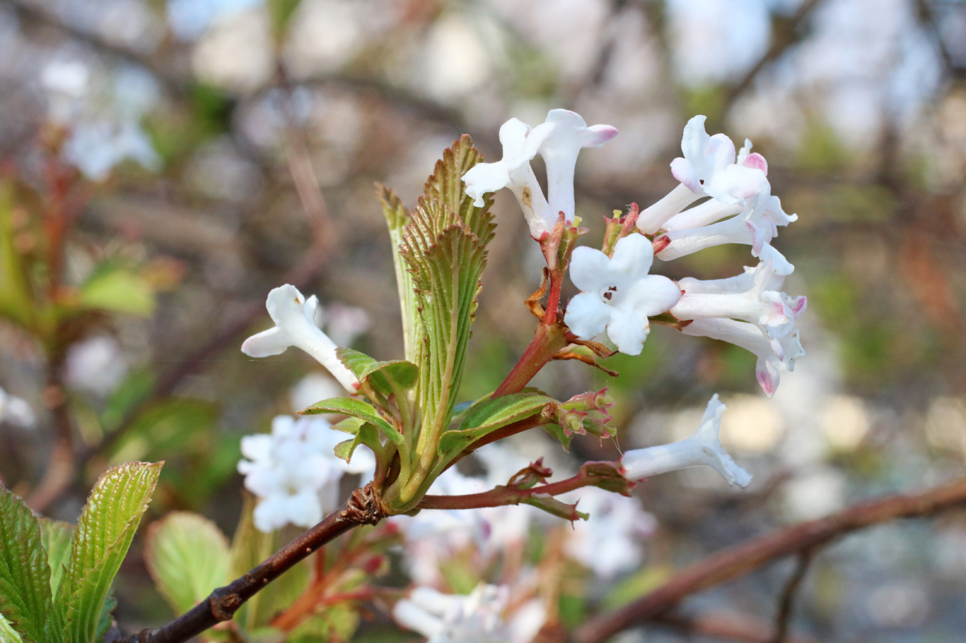 Image of Viburnum farreri specimen.