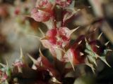 Salsola pontica