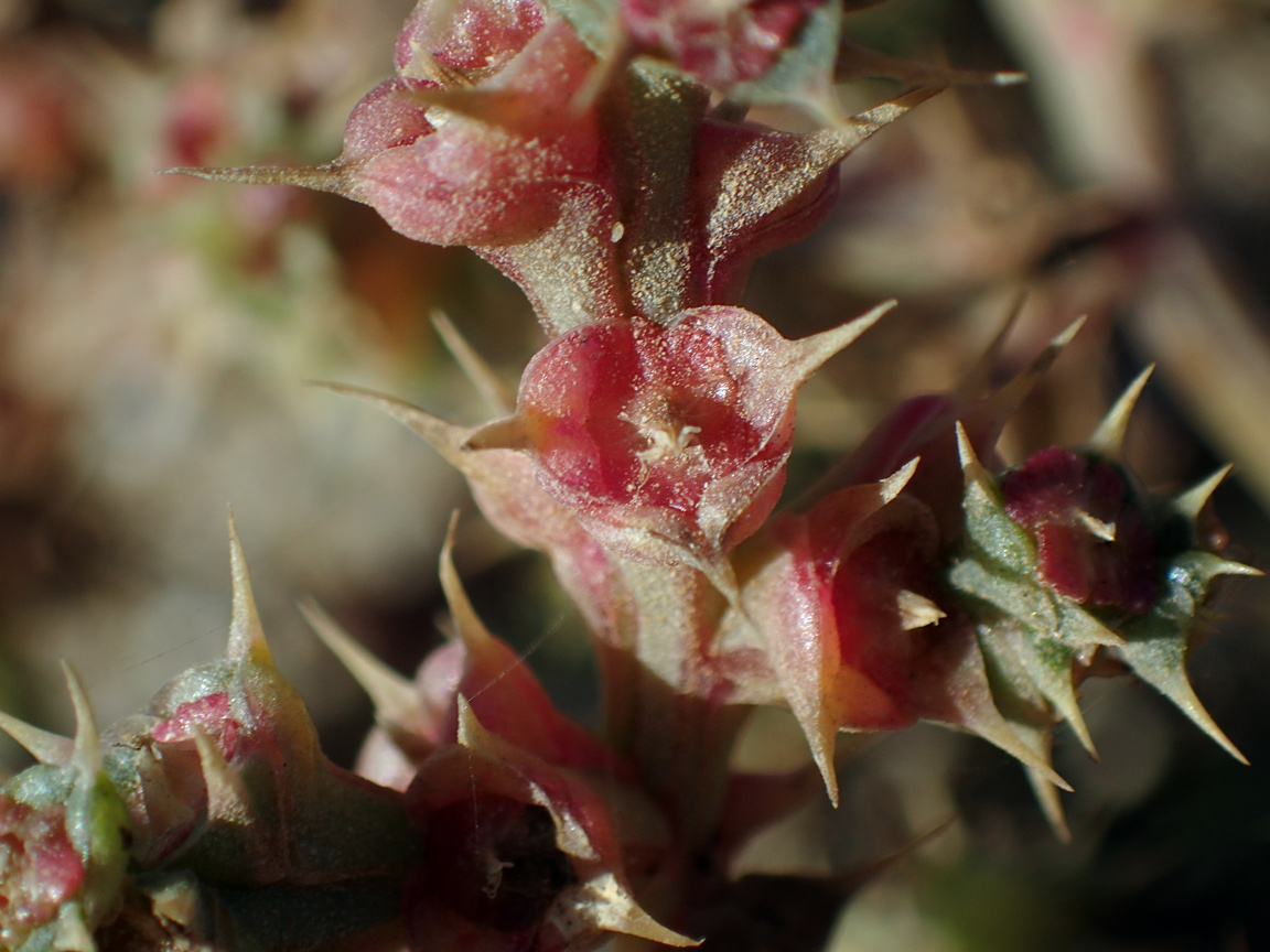 Image of Salsola pontica specimen.