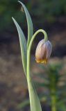 Fritillaria uva-vulpis. Верхушка цветущего растения. Костромская обл., Судиславский р-н, дер. Антипино, в культуре. 12.05.2019.