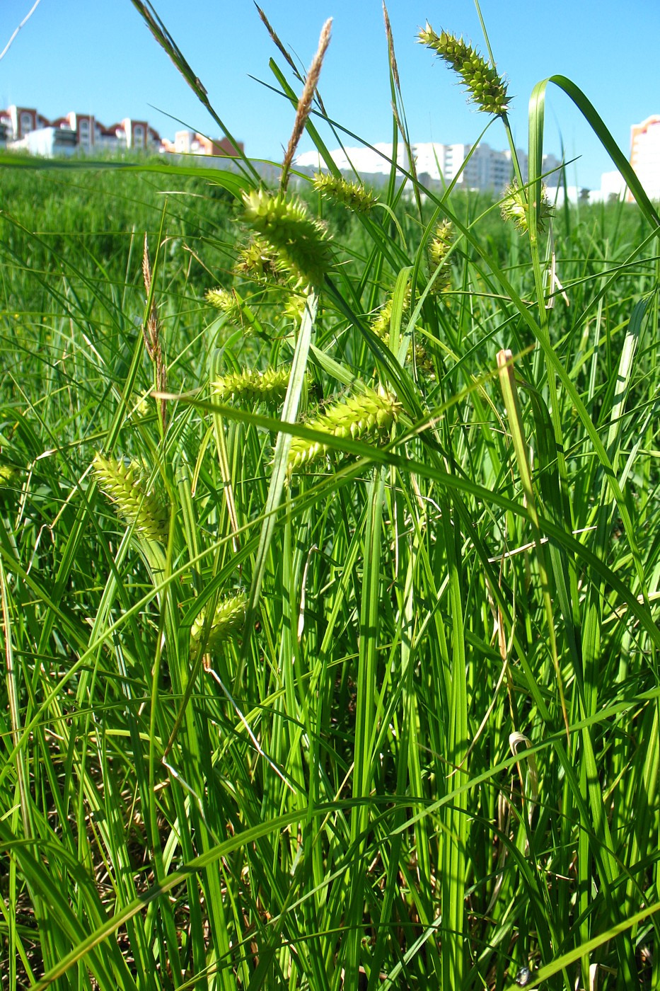 Изображение особи Carex vesicaria.