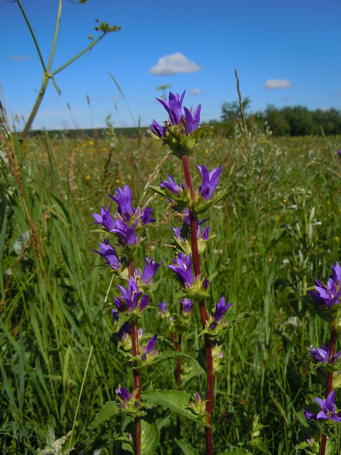 Image of Campanula farinosa specimen.