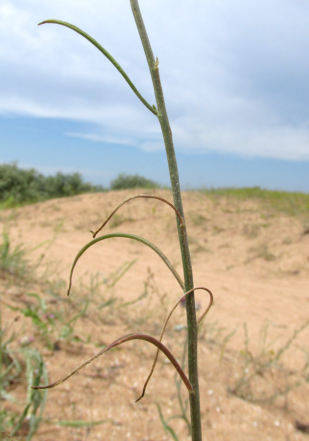 Image of Syrenia montana specimen.