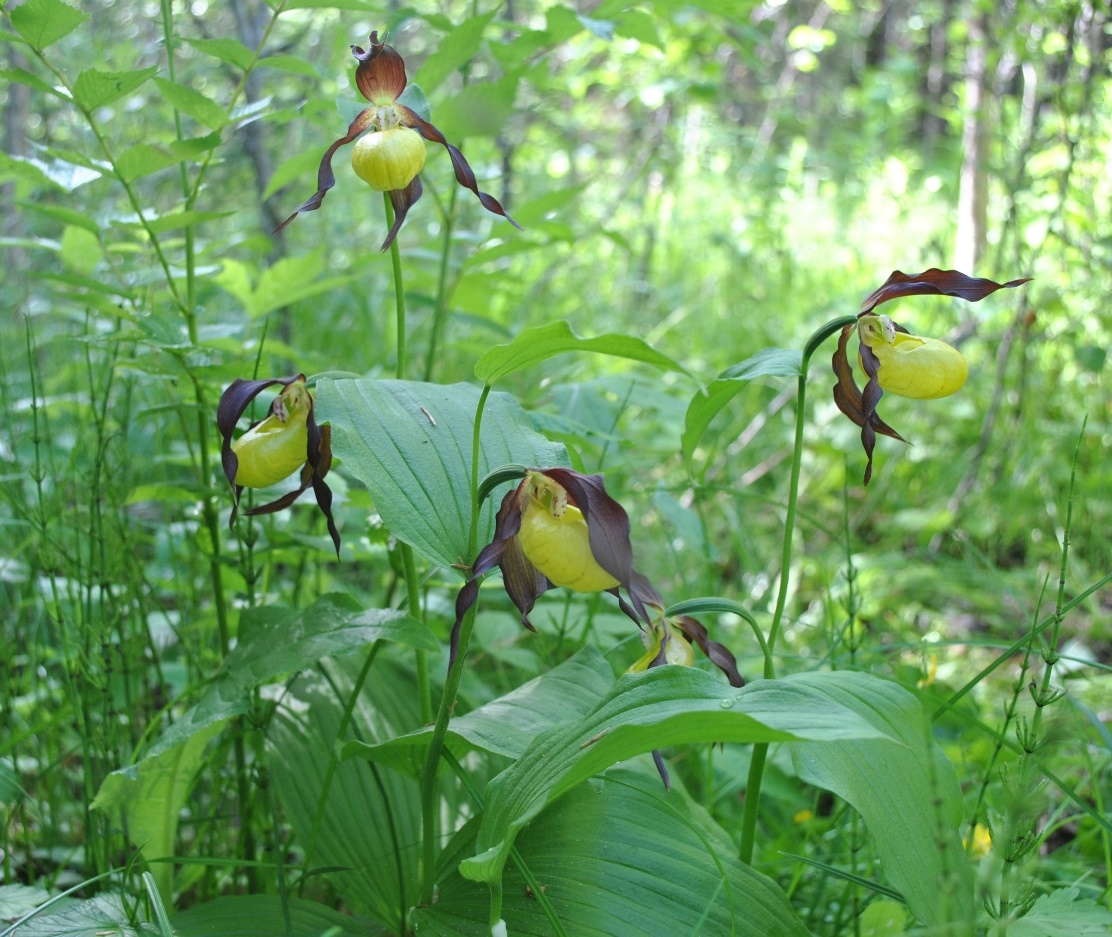 Изображение особи Cypripedium calceolus.