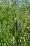 Scorzonera purpurea
