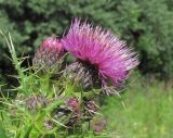 Cirsium elbrusense. Верхушка цветущего растения. Кабардино-Балкария, Эльбрусский р-н, окр. г. Тырныауз, долина р. Кумыксу, ок. 1400 м н.у.м., заросшая дорога. 04.07.2019.