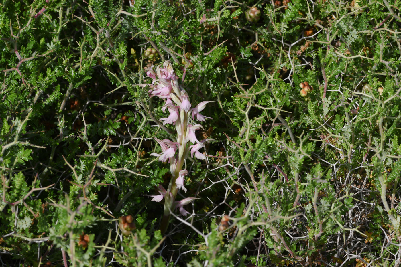 Image of Anacamptis sancta specimen.