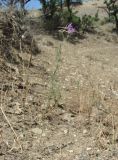 Delphinium divaricatum. Цветущее растение. Дагестан, окр. с. Талги, сухой склон. 05.06.2019.