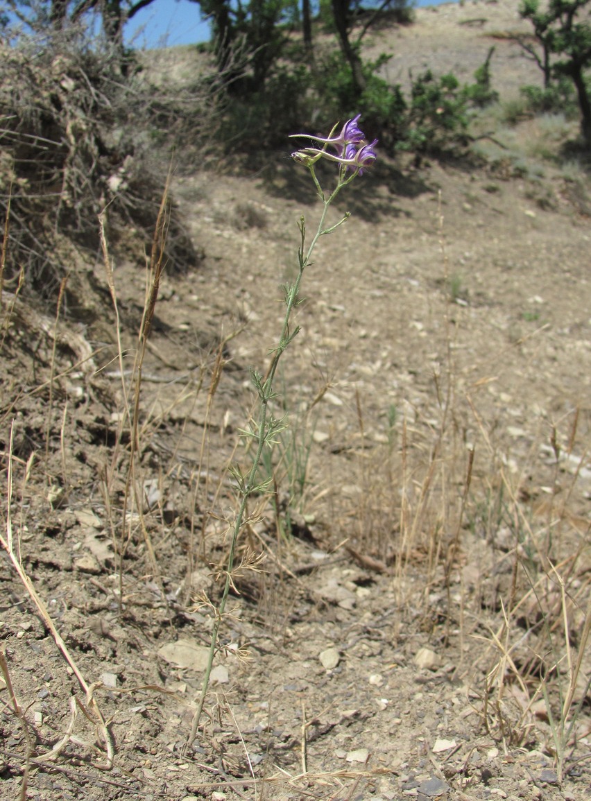 Image of Delphinium divaricatum specimen.