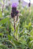 Cirsium simplex. Верхняя часть цветущего растения. Кабардино-Балкария, Эльбрусский р-н, окр. оз. Сылтранкёль, ≈ 3200 м н.у.м., альпийский луг. 05.08.2019.