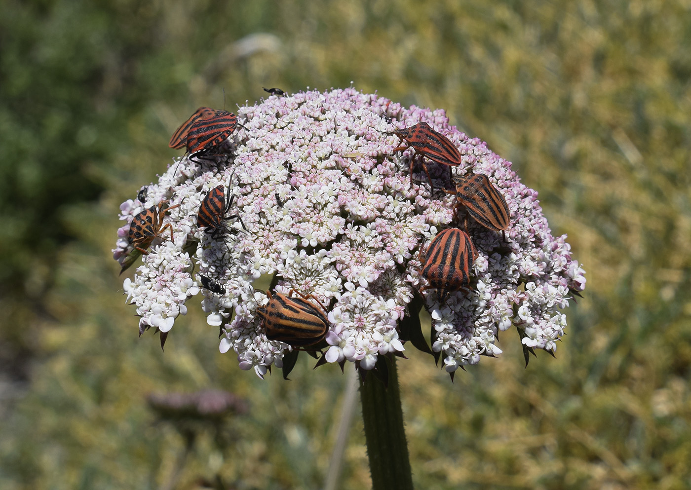 Изображение особи Daucus carota ssp. hispanicus.