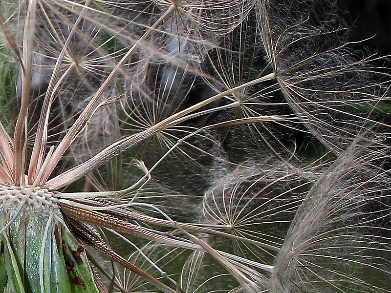 Изображение особи Tragopogon dubius.