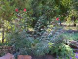 Hibiscus × hybridus. Цветущее растение. Ростовская обл., г. Таганрог, в Городском парке. 12.09.2019.