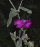 Lychnis coronaria