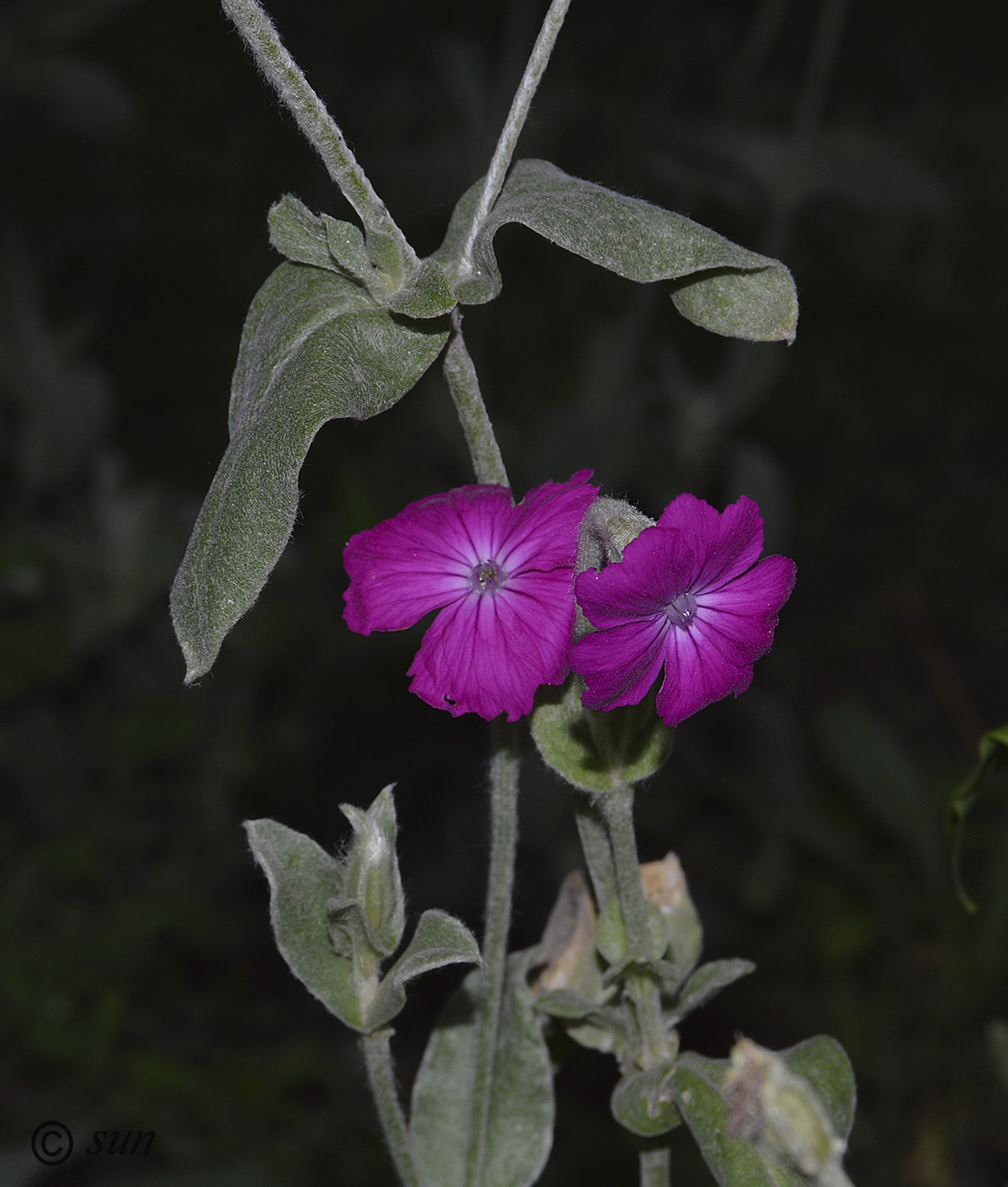 Изображение особи Lychnis coronaria.