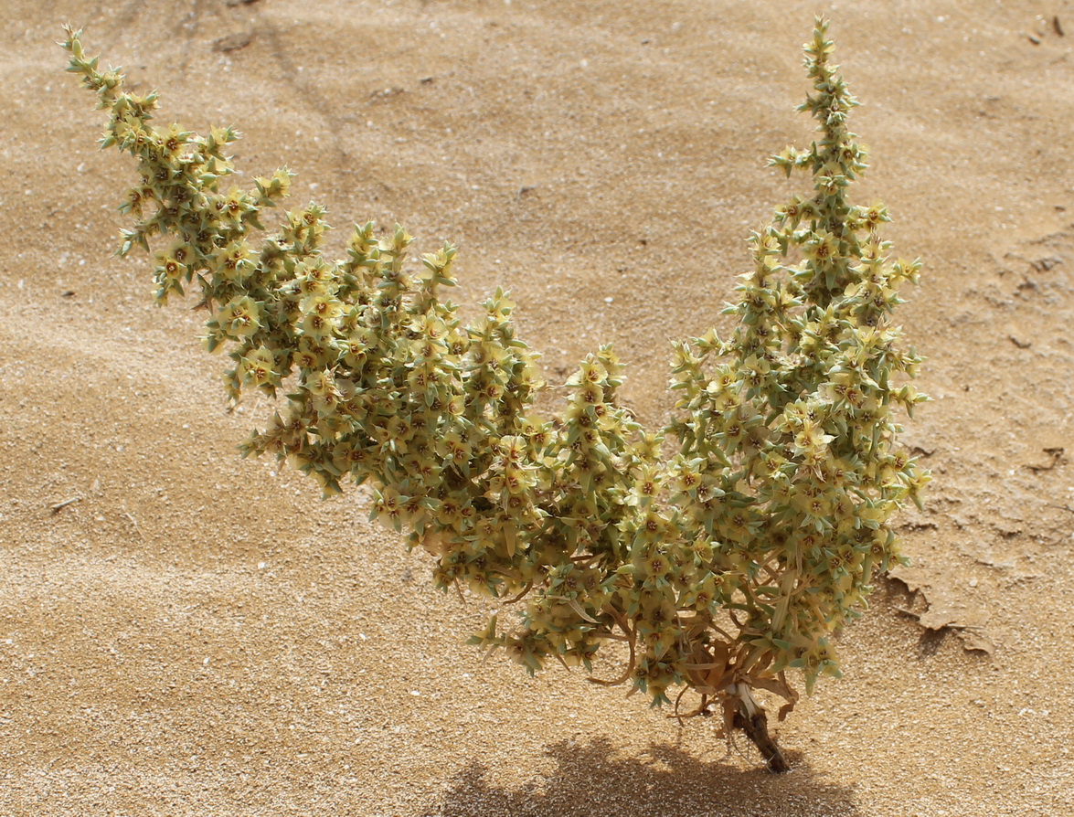 Изображение особи Salsola aperta.