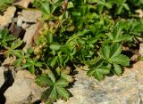 Potentilla crantzii. Вегетирующее растение. Карачаево-Черкесия, Домбай, гора Мусса-Ачитара, каменистый склон. 29.08.2019.