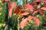 Pseudocydonia sinensis. Верхушка ветви с листьями осенней окраски. Узбекистан, г. Ташкент, Ботанический сад им. Ф.Н. Русанова, участок дендрофлоры Восточной Азии. 09.11.2019.