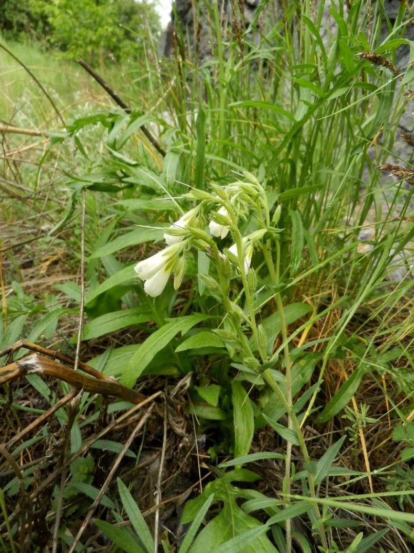 Image of Onosma simplicissima specimen.