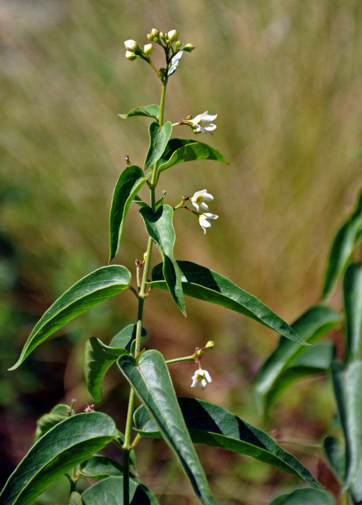 Image of Vincetoxicum hirundinaria specimen.