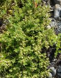 Honckenya peploides ssp. major