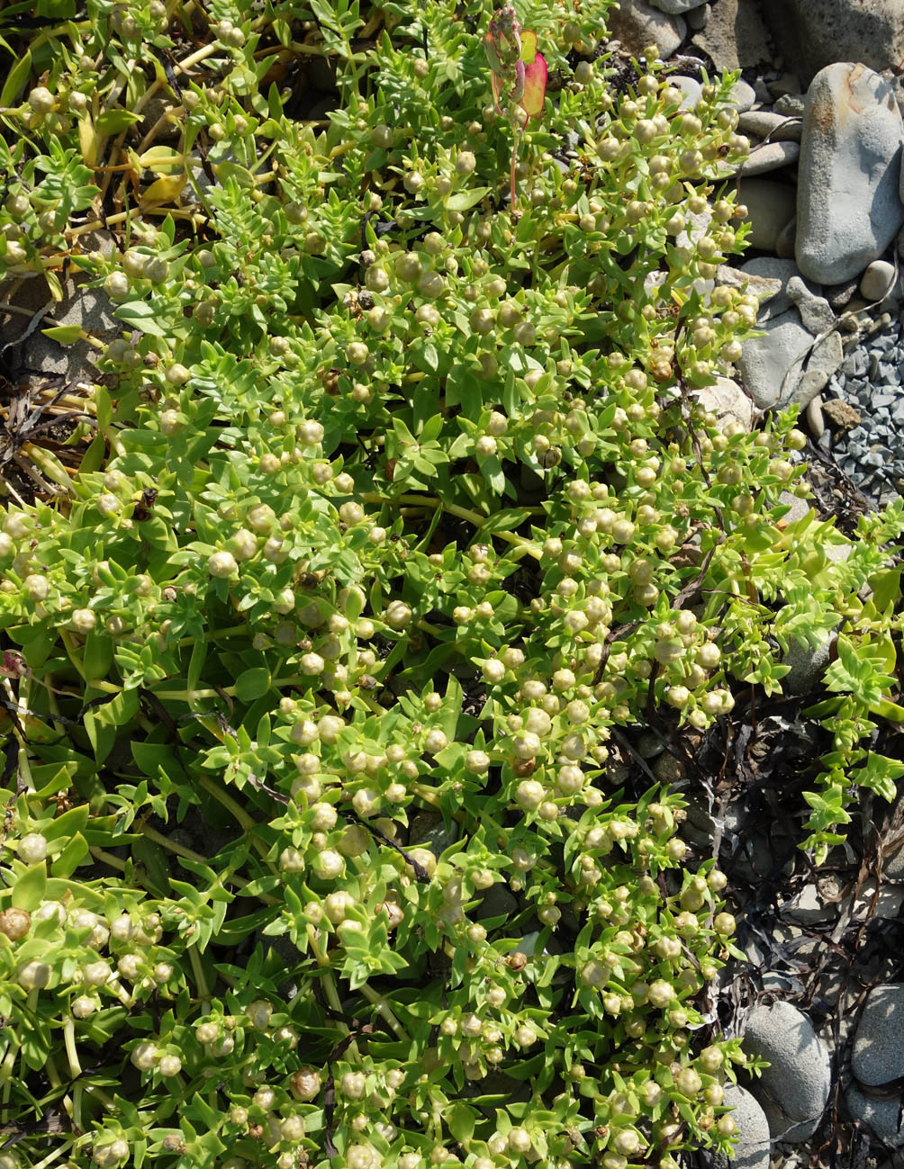 Image of Honckenya peploides ssp. major specimen.