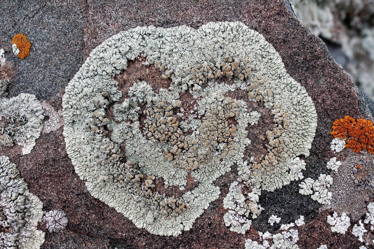 Image of Lecanora muralis specimen.
