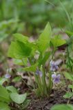 Viola mirabilis. Цветущее растение. Санкт-Петербург, Пушкинский р-н, Павловский парк, правый берег р. Славянки. 14.05.2019.