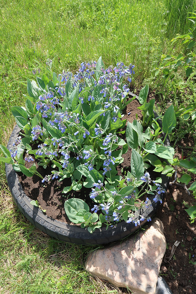 Изображение особи Mertensia sibirica.