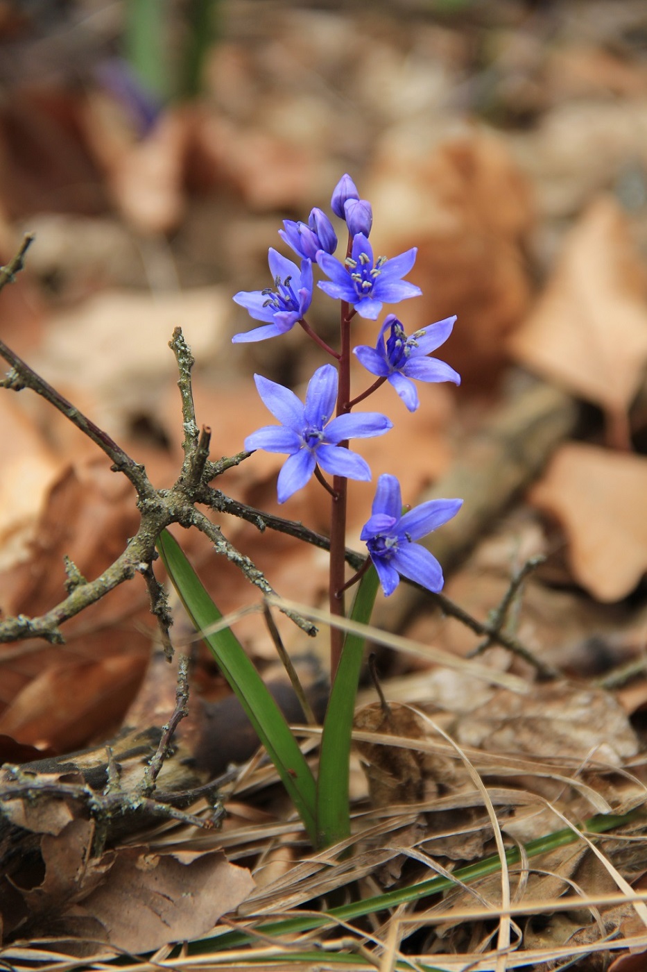 Изображение особи Scilla bifolia.