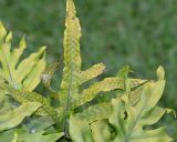 genus Phymatosorus