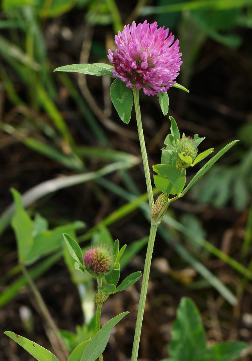 Image of Trifolium pratense specimen.