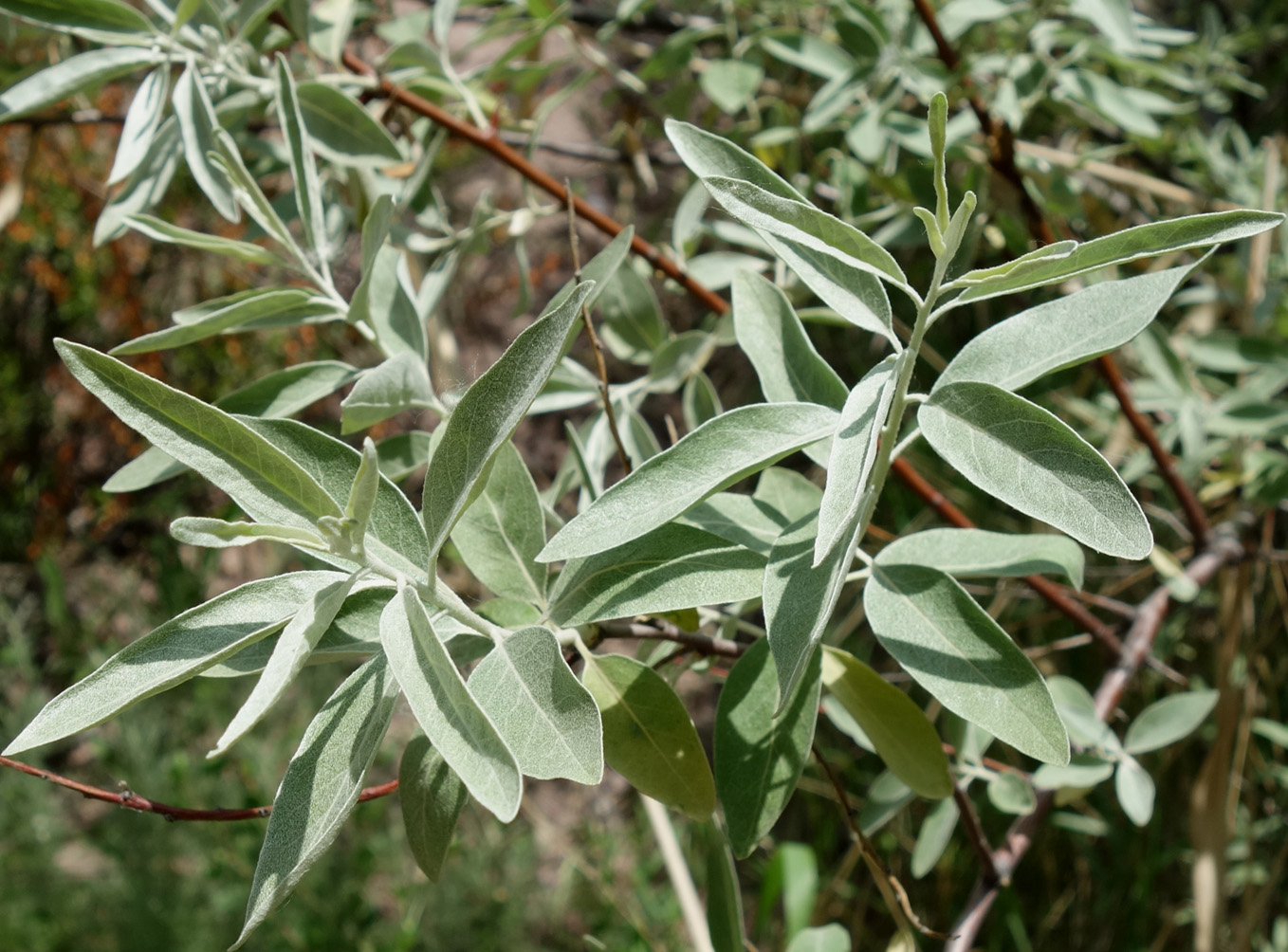 Серебряные кусты дикой маслины окруженные. Лох узколистный (Дикая маслина). Лох серебристый Дикая маслина. Лох серебристый (Elaeagnus commutata). Лох узколистный Ангустифолия.